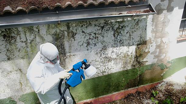 Top rated local Mold Testing specialists in Winter Springs, FL